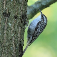 Pełzacz ogrodowy - Certhia brachydactyla - Short-toed Treecreeper