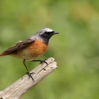 Pleszka - Phoenicurus phoenicurus - Common Redstart