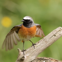 Pleszka - Phoenicurus phoenicurus - Common Redstart