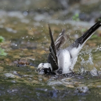 Pliszka siwa - Motacilla alba - White Wagtail