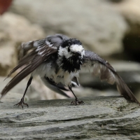 Pliszka siwa - Motacilla alba - White Wagtail