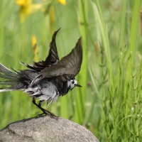 Pliszka siwa - Motacilla alba - White Wagtail