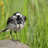 Pliszka siwa - Motacilla alba - White Wagtail