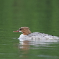 Nurogęś - Mergus merganser - Common Merganser