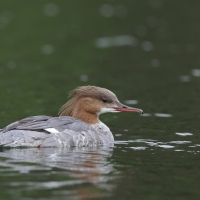 Nurogęś - Mergus merganser - Common Merganser