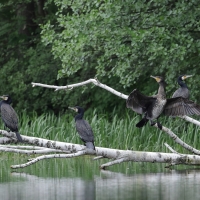 Kormoran zwyczajny - Phalacrocorax carbo - Great Cormorant