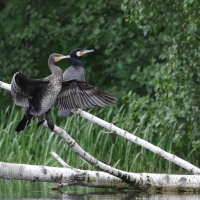 Kormoran zwyczajny - Phalacrocorax carbo - Great Cormorant