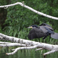 Kormoran zwyczajny - Phalacrocorax carbo - Great Cormorant
