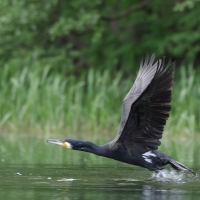 Kormoran zwyczajny - Phalacrocorax carbo - Great Cormorant