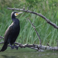 Kormoran zwyczajny - Phalacrocorax carbo - Great Cormorant