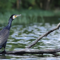 Kormoran zwyczajny - Phalacrocorax carbo - Great Cormorant