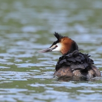 Perkoz dwuczuby - Podiceps cristatus - Great Crested Grebe