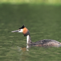 Perkoz dwuczuby - Podiceps cristatus - Great Crested Grebe
