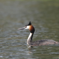 Perkoz dwuczuby - Podiceps cristatus - Great Crested Grebe