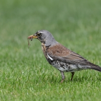 Kwiczoł - Turdus pilaris - Fieldfare
