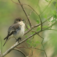 Muchołówka żałobna - Pied Flycatcher