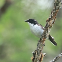 Muchołówka żałobna - Pied Flycatcher