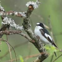 Muchołówka żałobna - Pied Flycatcher