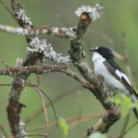 Muchołówka żałobna - Pied Flycatcher
