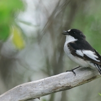Muchołówka żałobna - Pied Flycatcher