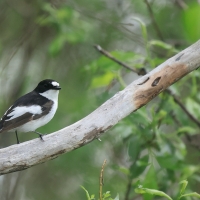 Muchołówka żałobna - Pied Flycatcher