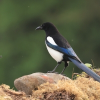 Sroka - Pica pica - Eurasian Magpie