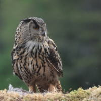 Puchacz - Eurasian Eagle-Owl