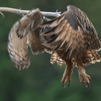 Puchacz - Eurasian Eagle-Owl