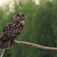 Puchacz - Eurasian Eagle-Owl