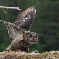 Puchacz - Eurasian Eagle-Owl