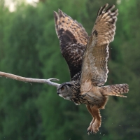 Puchacz - Eurasian Eagle-Owl