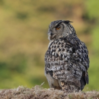 Puchacz - Eurasian Eagle-Owl