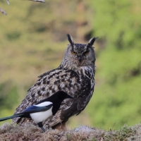 Puchacz - Eurasian Eagle-Owl