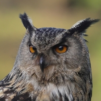 Puchacz - Eurasian Eagle-Owl