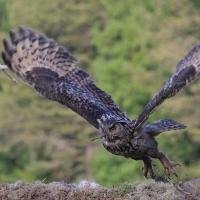 Puchacz - Eurasian Eagle-Owl