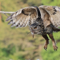 Puchacz - Eurasian Eagle-Owl