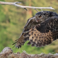 Puchacz - Eurasian Eagle-Owl