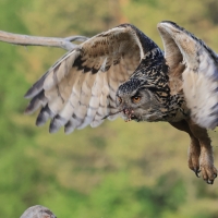 Puchacz - Eurasian Eagle-Owl