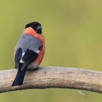Gil - Eurasian Bullfinch