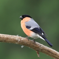 Gil - Eurasian Bullfinch