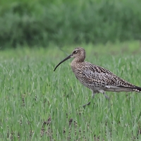 Kulik wielki - Numenius arquata - Eurasian Curlew