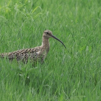 Kulik wielki - Numenius arquata - Eurasian Curlew