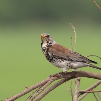 Kwiczoł - Fieldfare