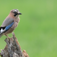 Sójka - Eurasian Jay