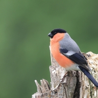 Gil - Eurasian Bullfinch