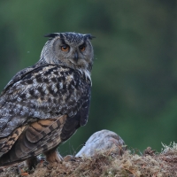 Puchacz - Eurasian Eagle-Owl