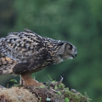 Puchacz - Eurasian Eagle-Owl
