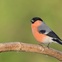 Gil - Eurasian Bullfinch