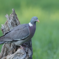 Grzywacz - Wood Pigeon
