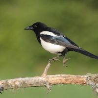 Sroka - Pica pica - Eurasian Magpie